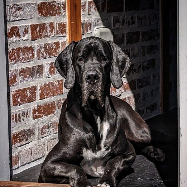 Odin close-up portrait