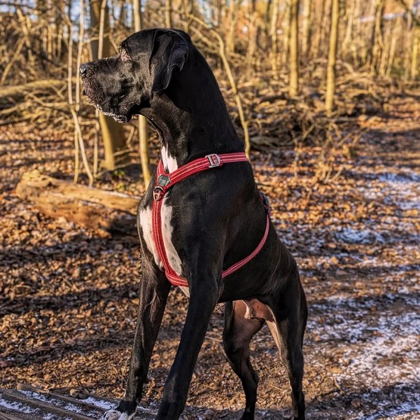 Odin wearing his harness