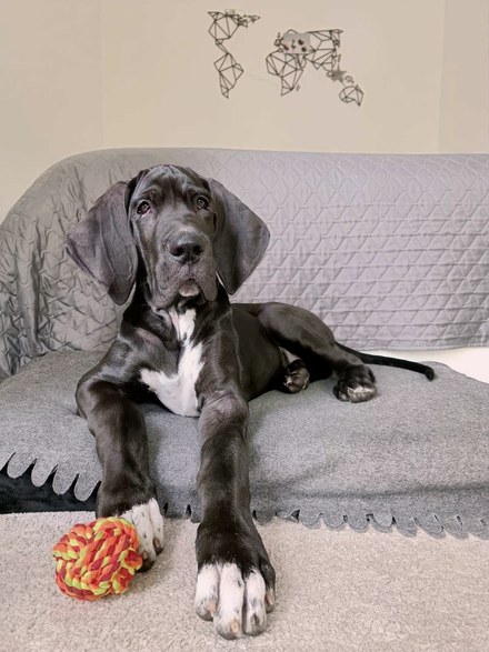 Odin as a puppy at 3 months old