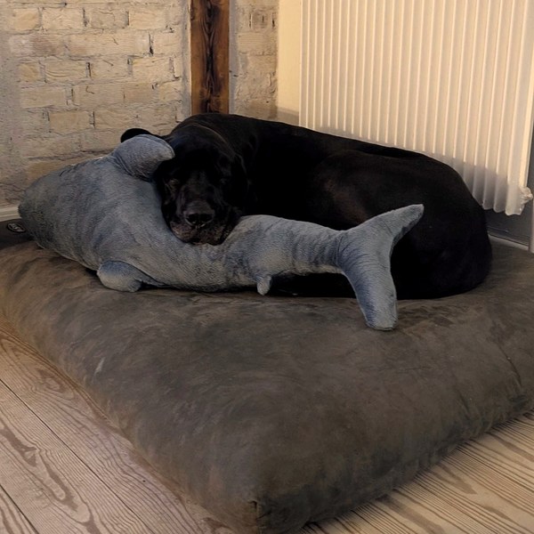 Odin resting on his orthopedic bed