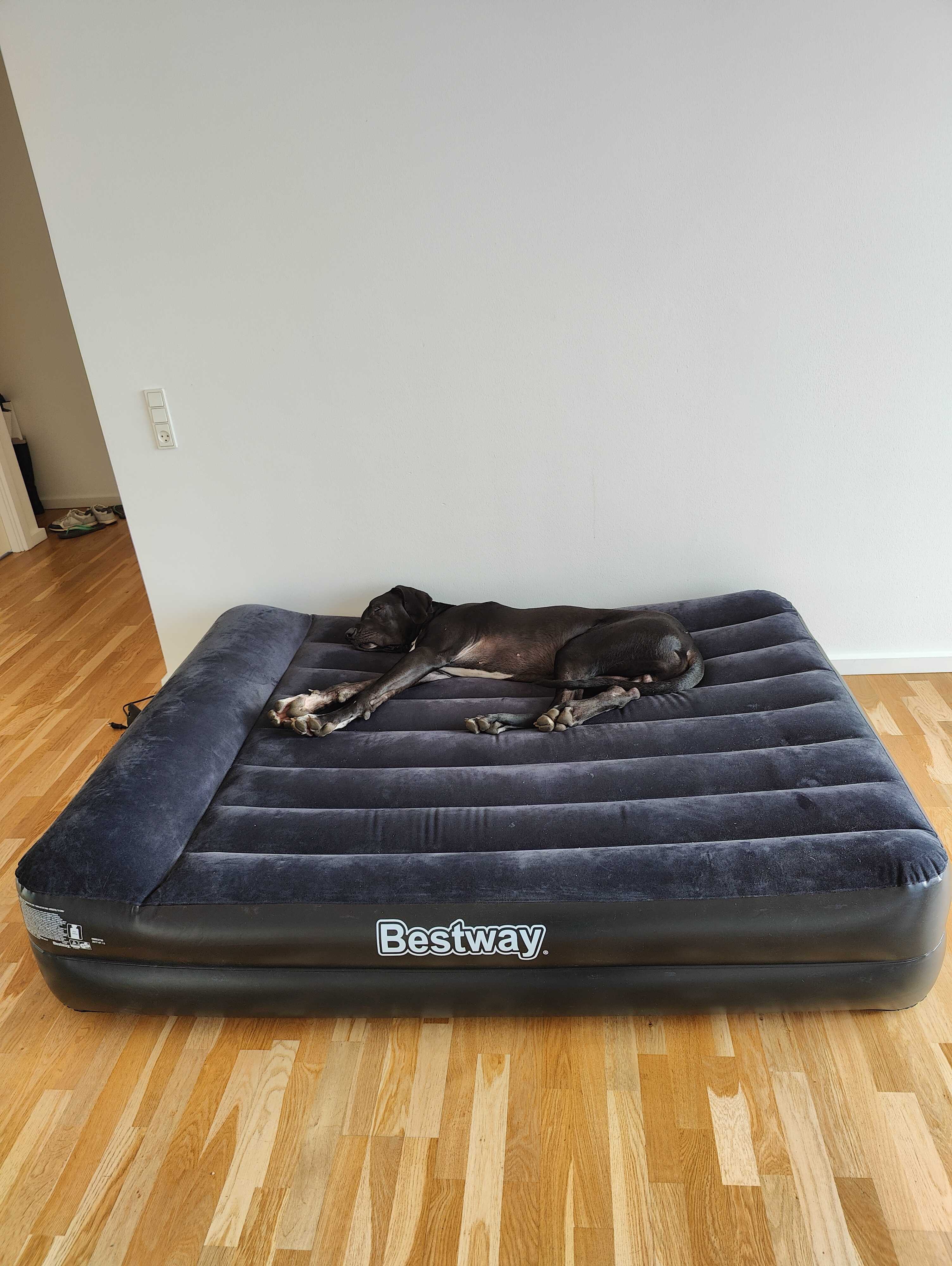 Odin the Great Dane asleep on a Bestway air mattress