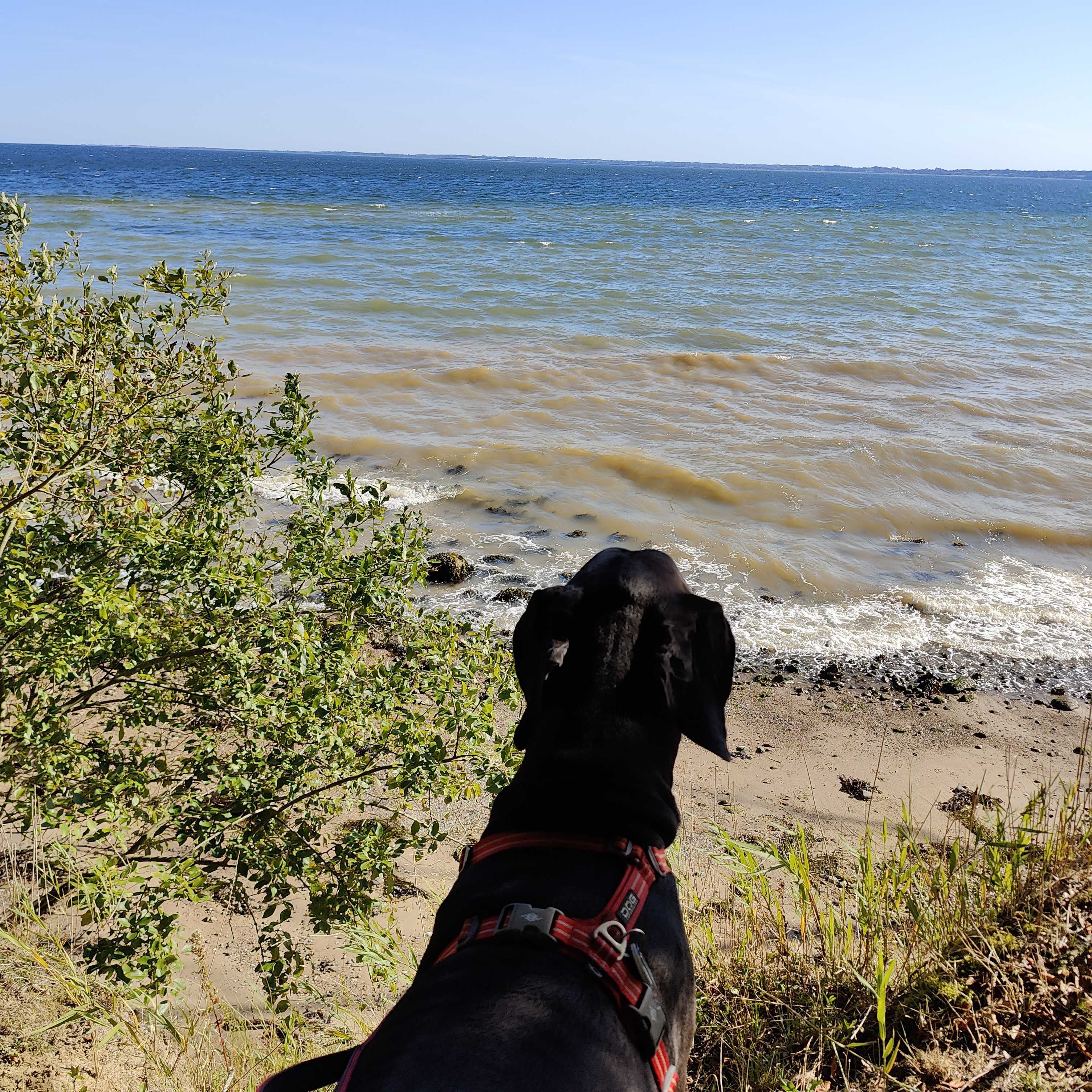 Odin the Great Dane gazing out at the sea wearing a red harness