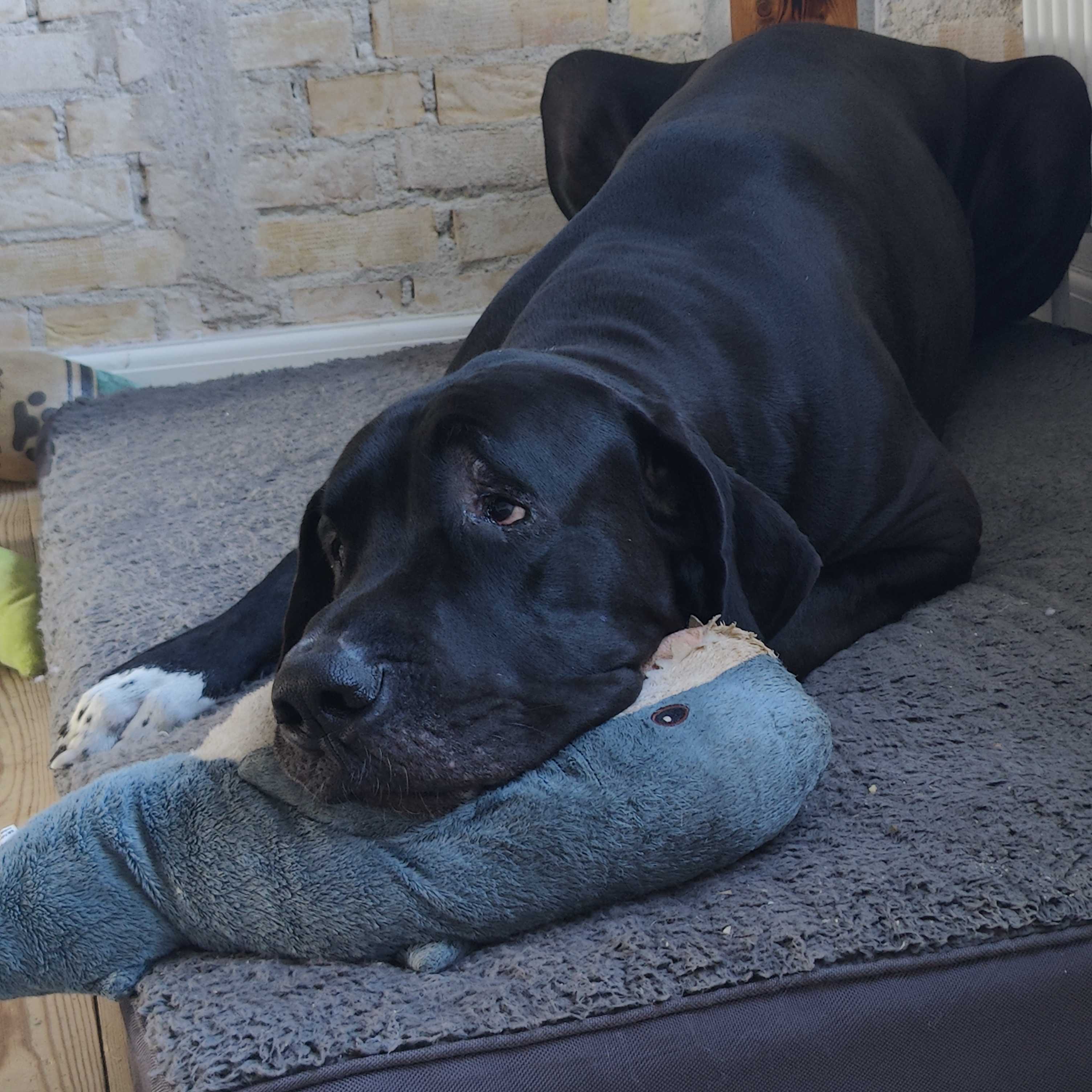 Odin the Great Dane lying on his dog bed looking sorry for himself