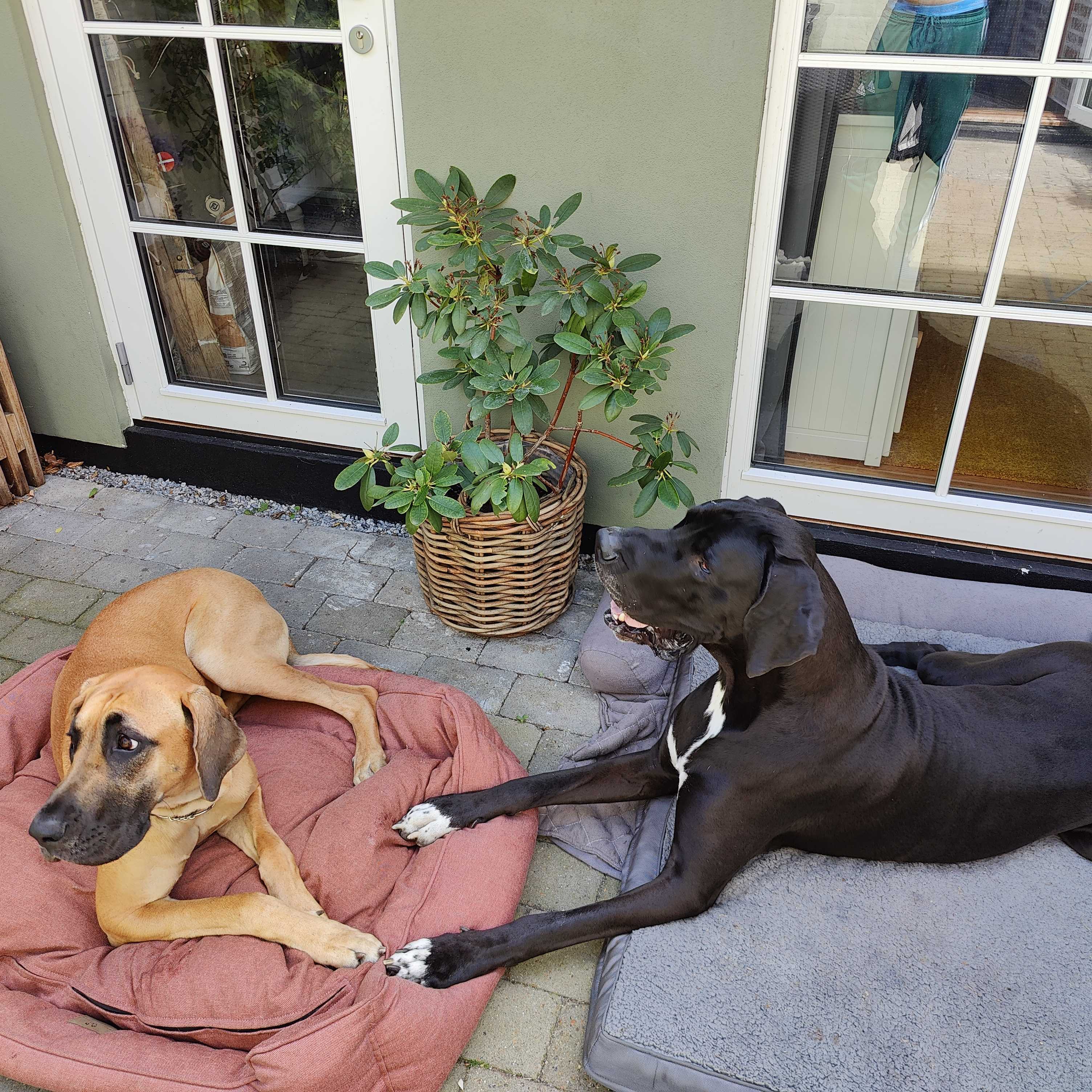 Two large dogs resting on their orthopedic beds outside