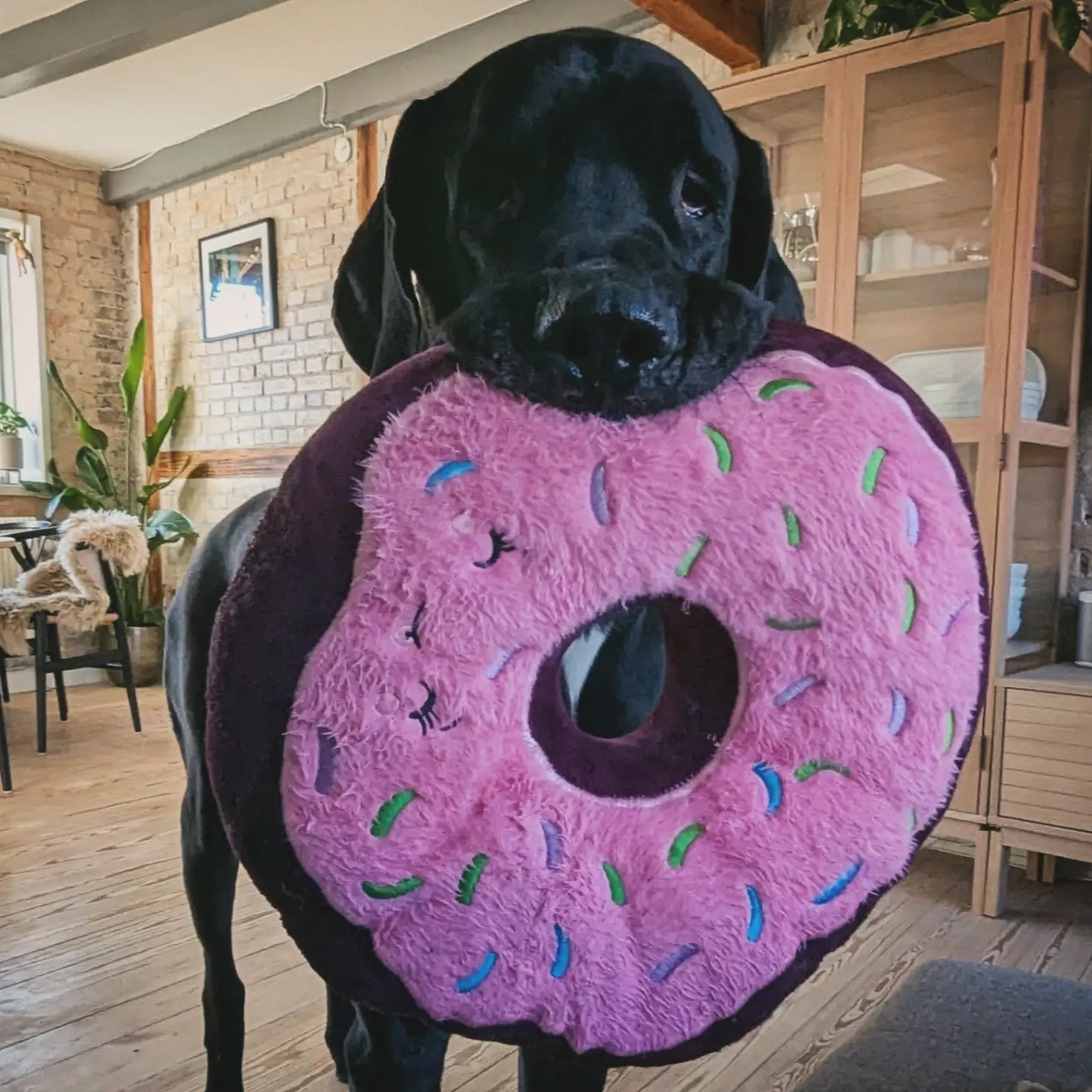 Odin the Great Dane holding a giant donut plush toy