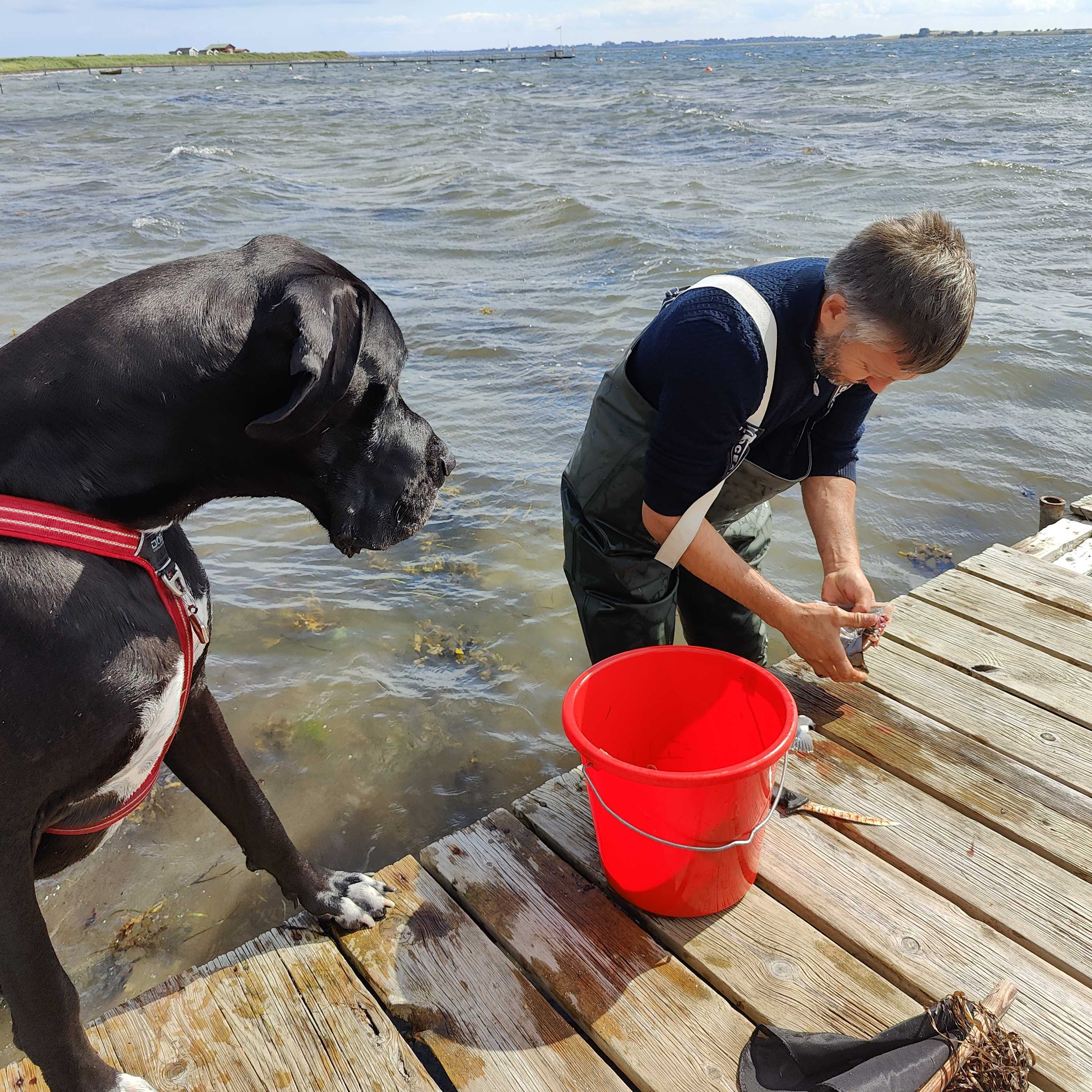 Odin the Great Dane watching fish being prepared on a dock