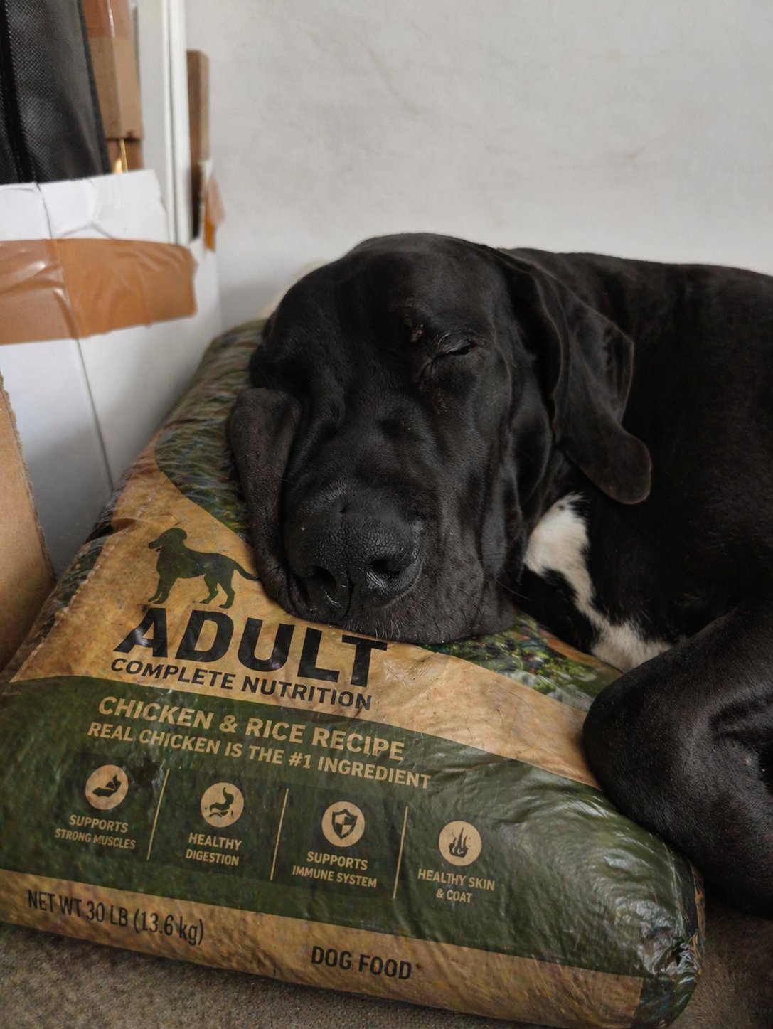 Odin the Great Dane asleep with his head resting on a 13kg bag of dog food