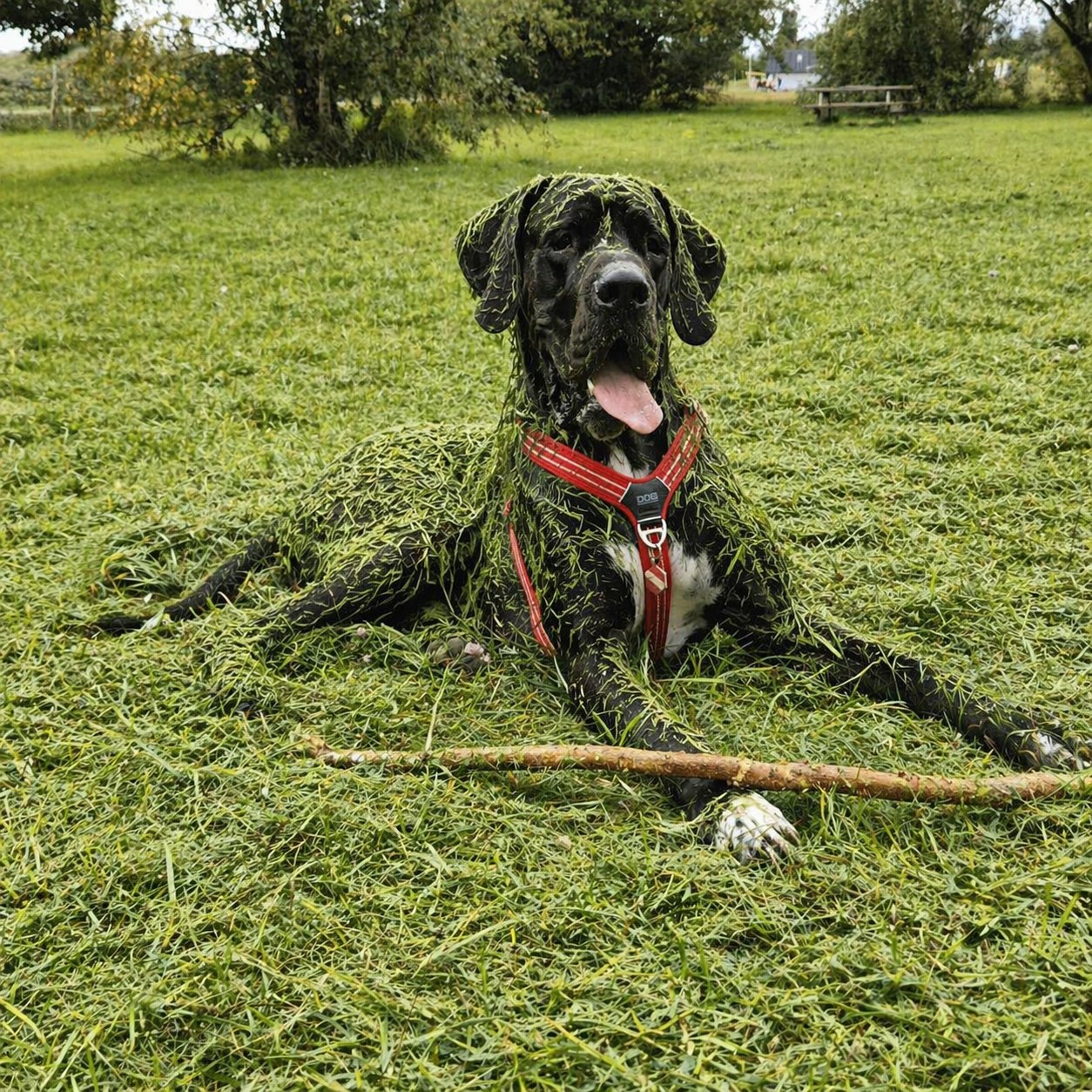 Odin the Great Dane lying in grass covered in clippings
