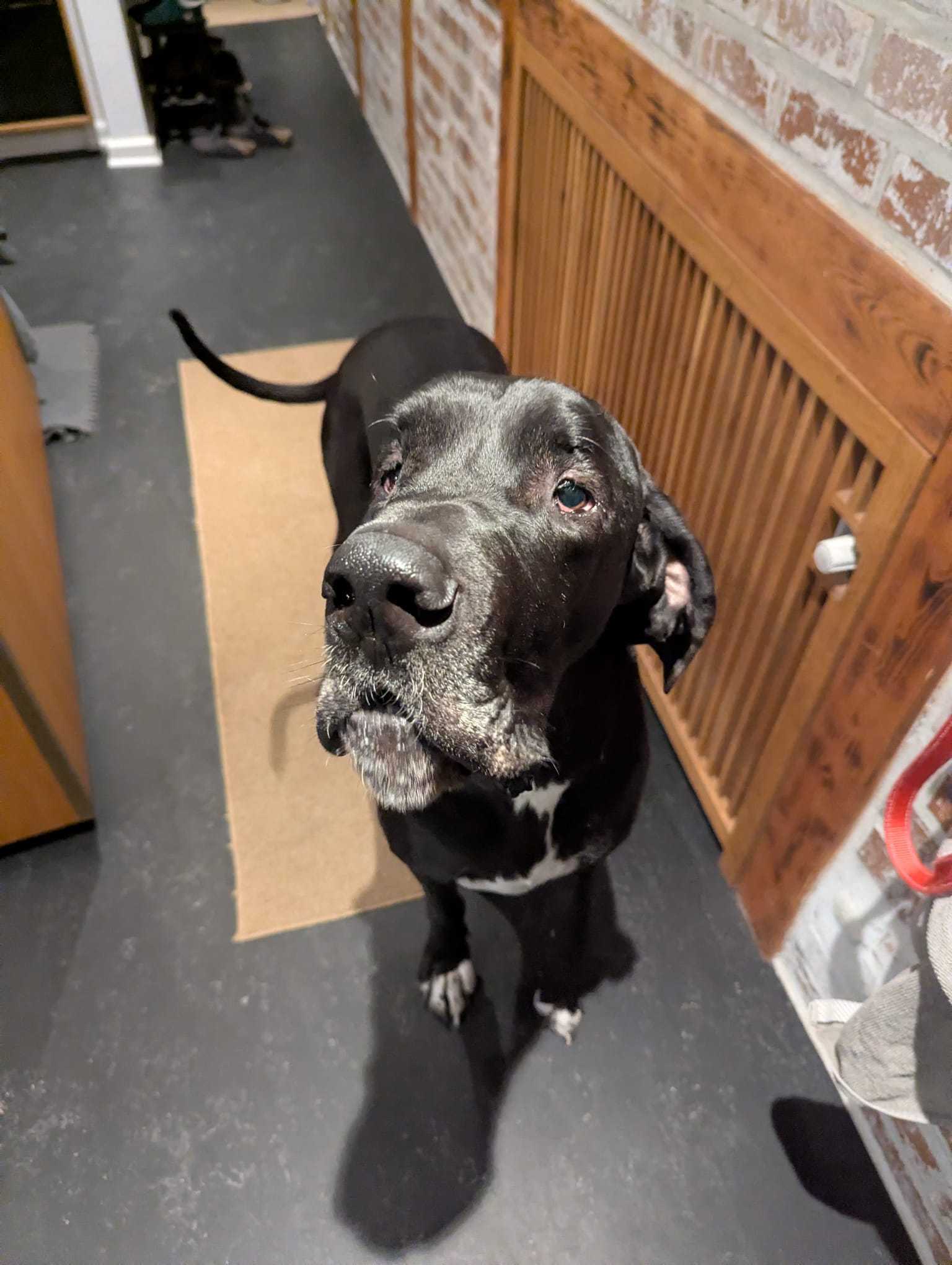 Odin the Great Dane looking up with his greying muzzle — a reminder that dental care matters