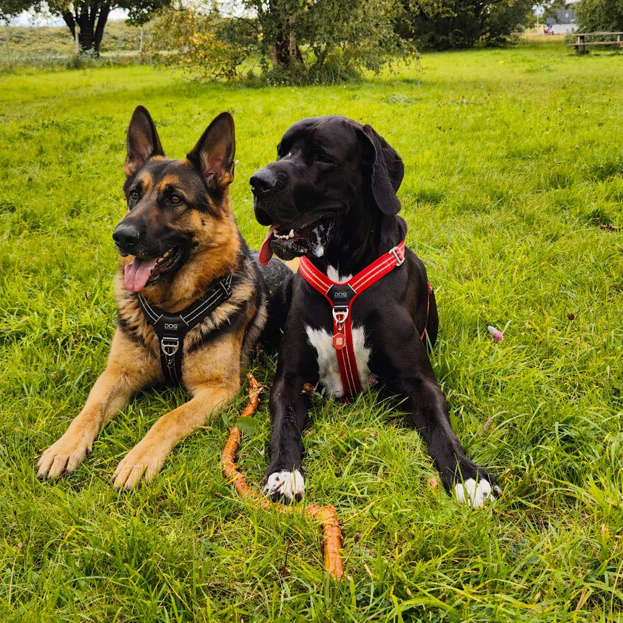 Odin the Great Dane and a German Shepherd lying together in a field, both wearing harnesses