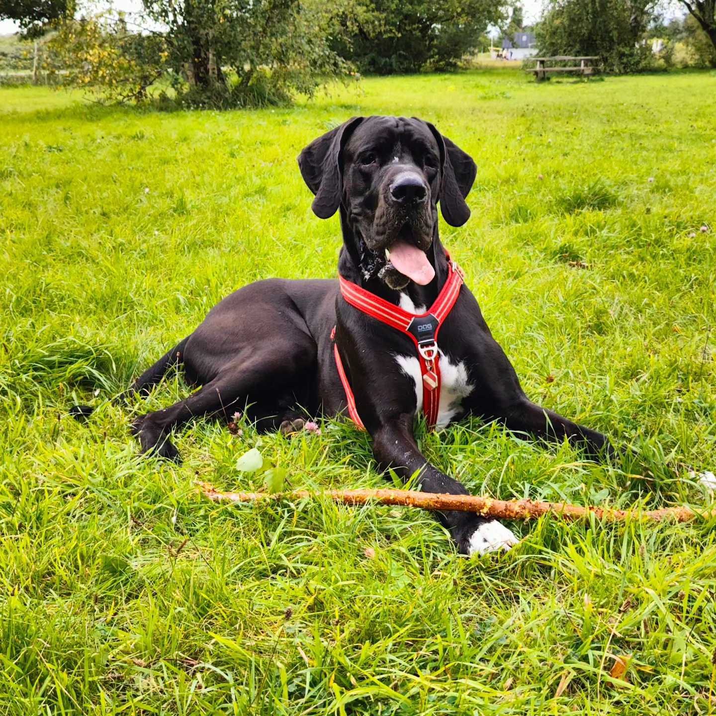 Odin the Great Dane wearing his red harness in a field