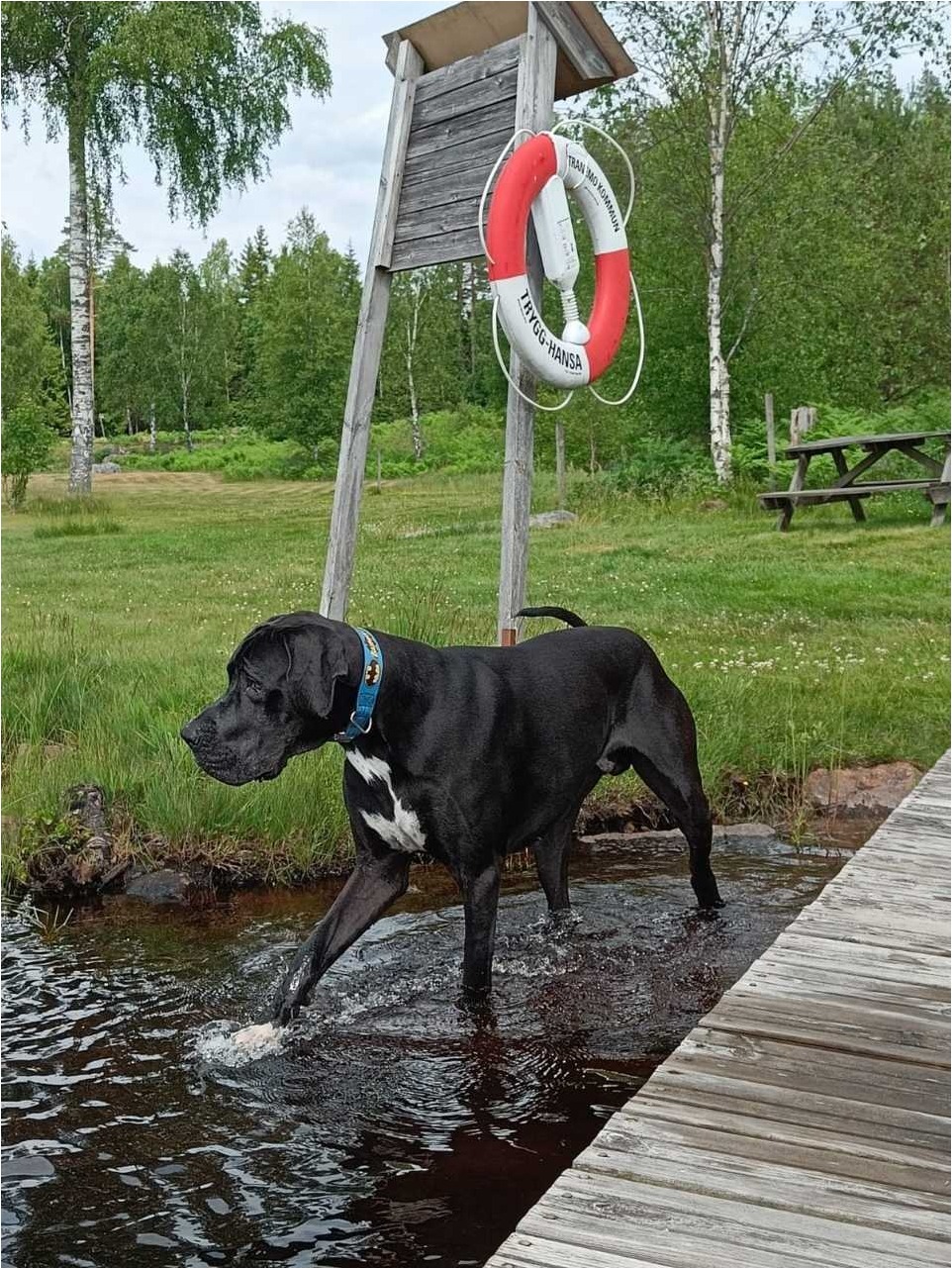 Odin the Great Dane wading in water next to a jetty, wearing a collar