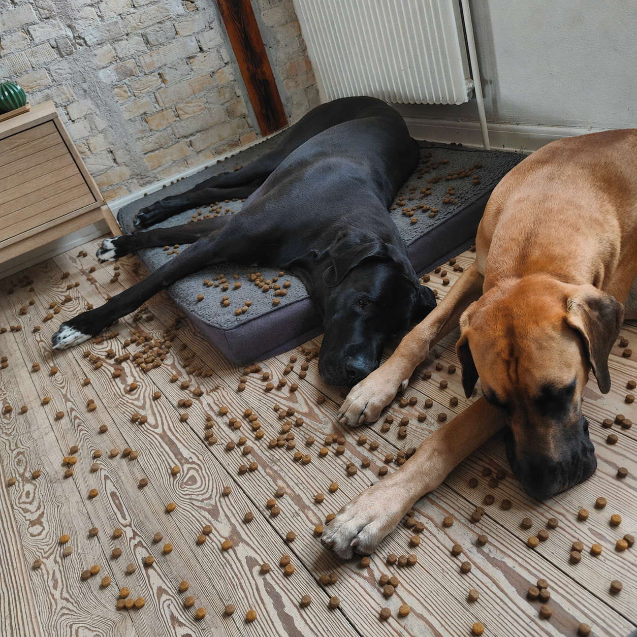 Two large dogs lying surrounded by kibble on the floor