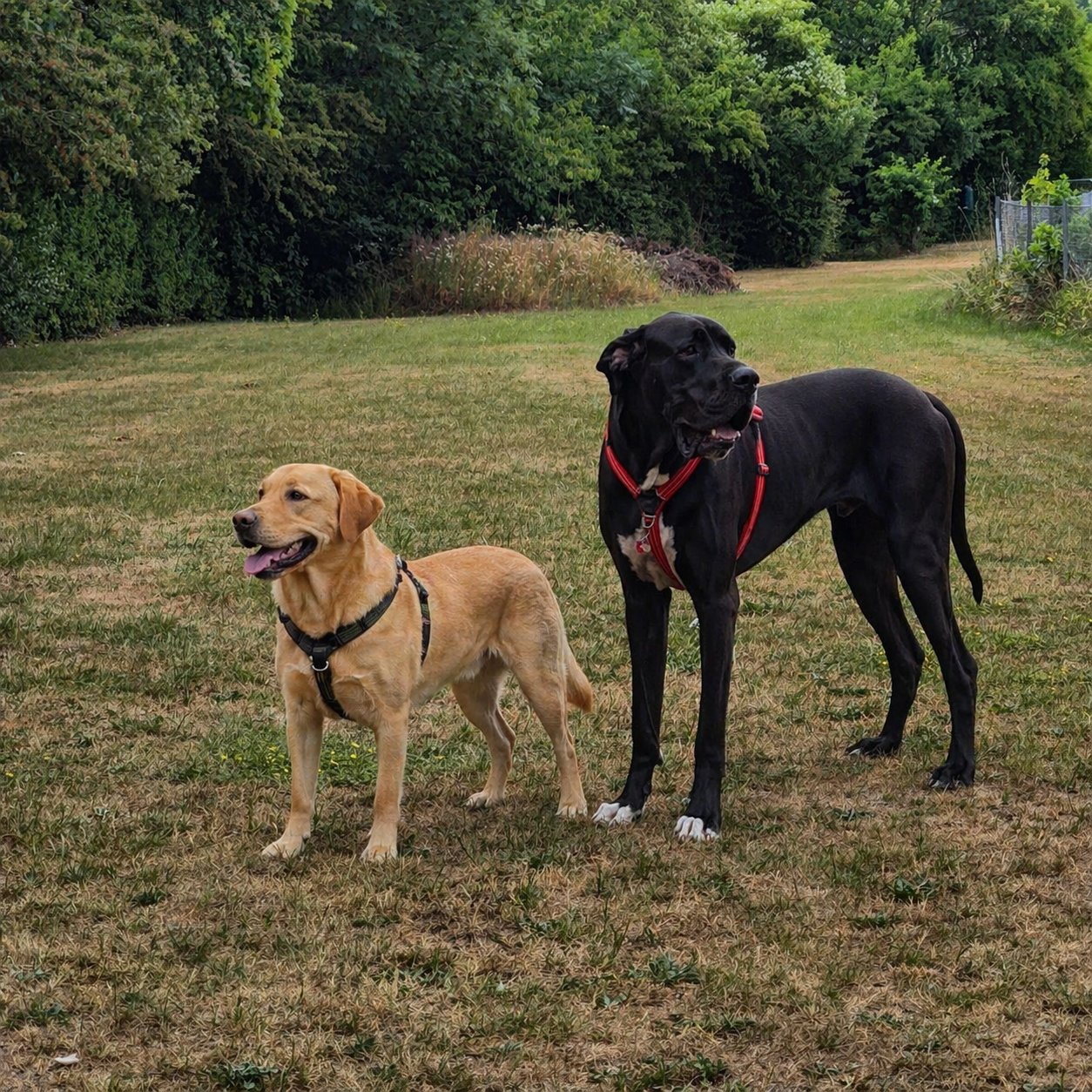 Odin the Great Dane standing next to a yellow Labrador, both wearing harnesses
