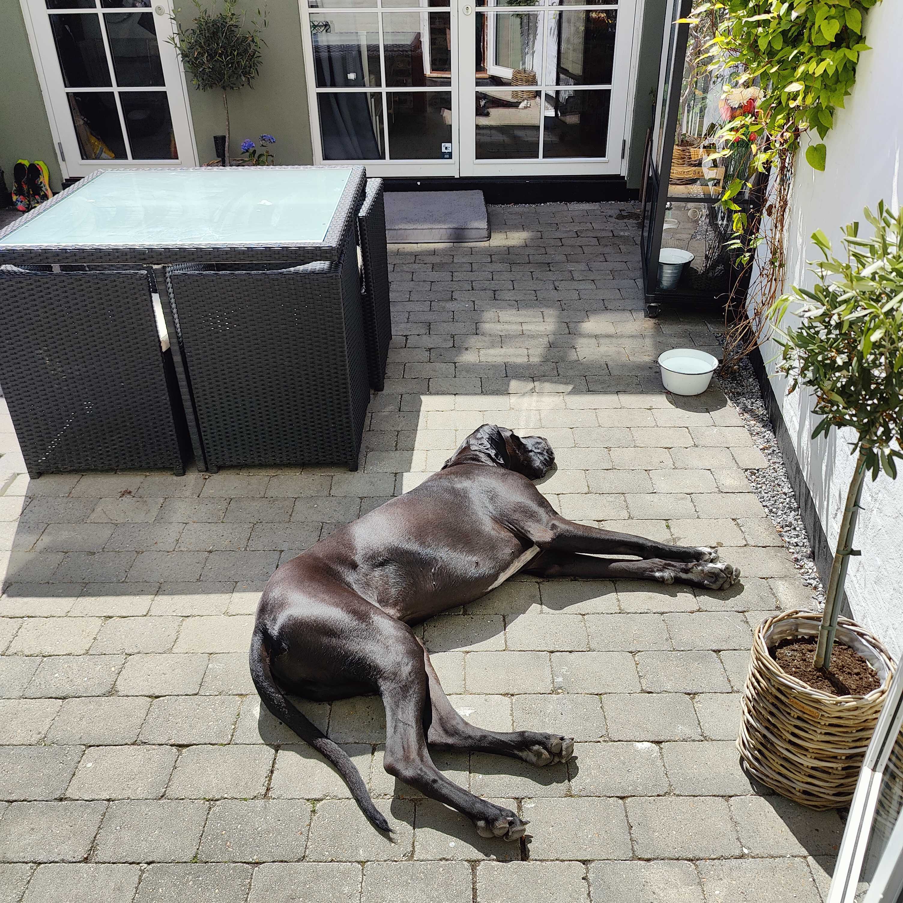 Odin the Great Dane sleeping on the patio instead of a dog bed