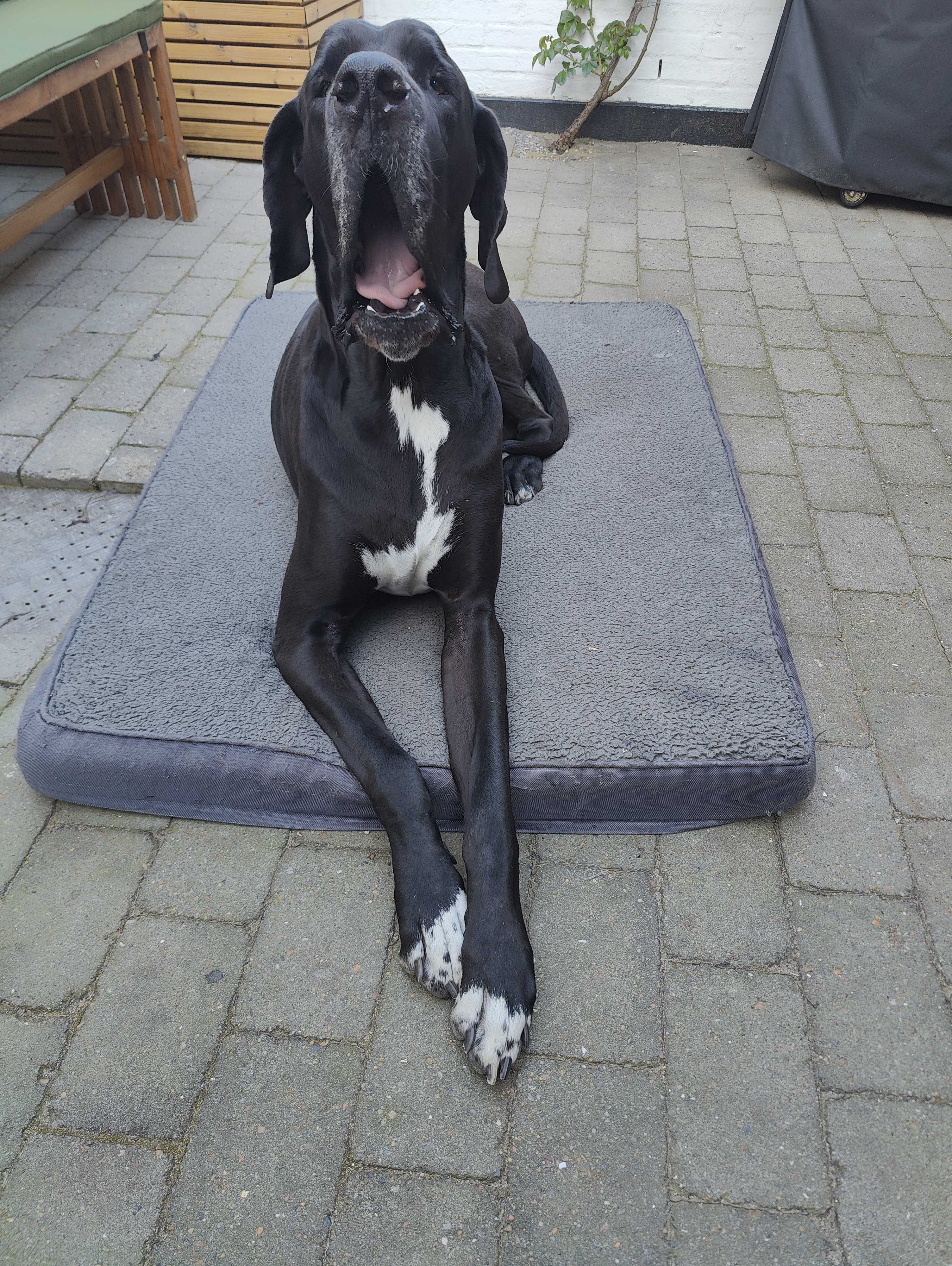 Odin the Great Dane sitting on his bed with his giant paws stretched out in front