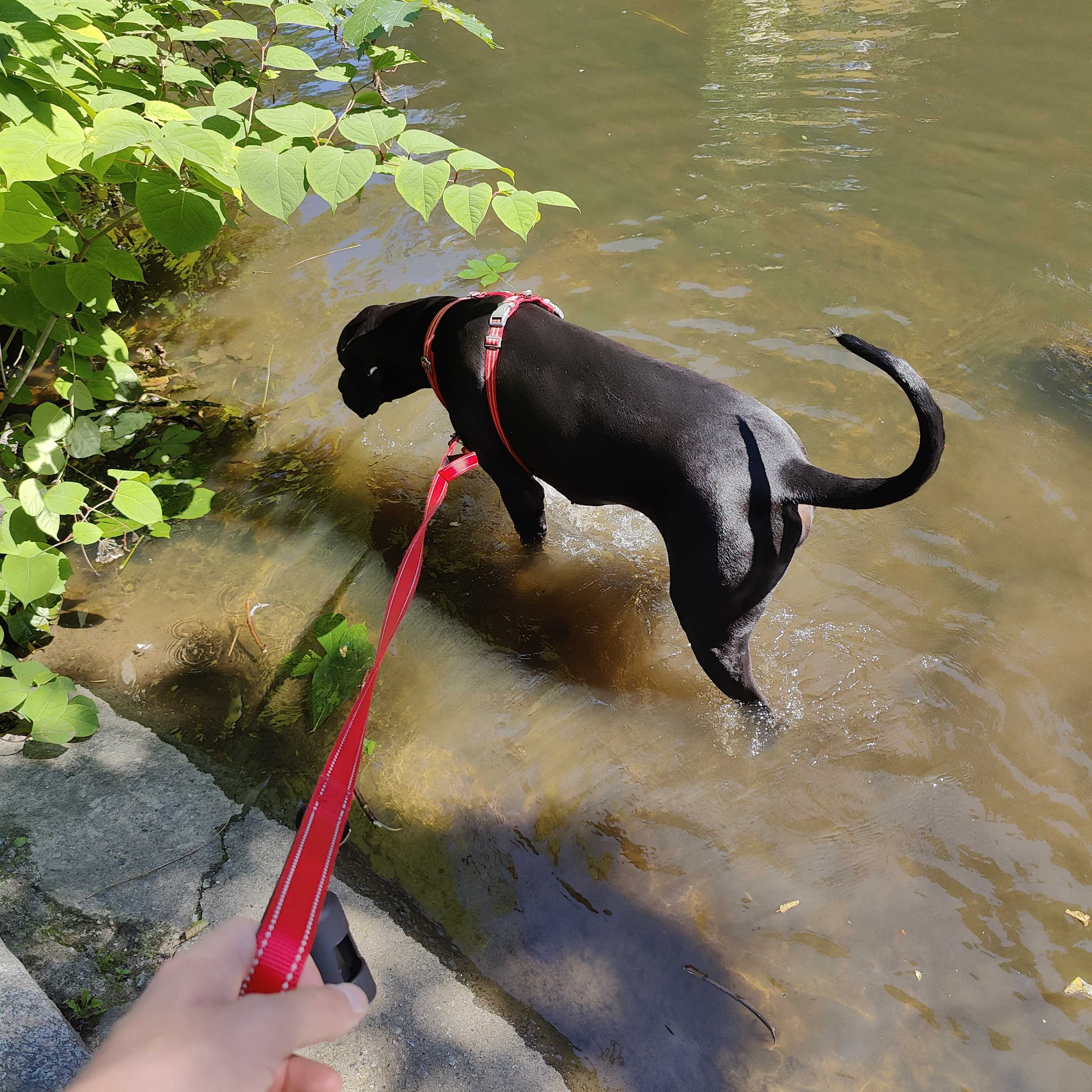 Odin the Great Dane pulling towards a river on his lead