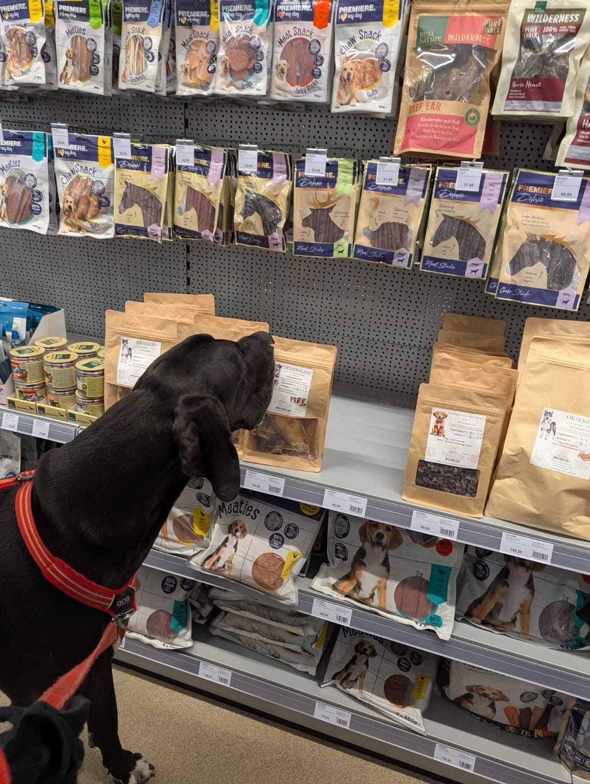 Odin the Great Dane sniffing supplements in a pet shop